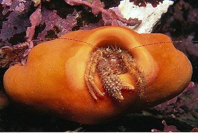 《死亡岛2》主机优化好 PS5和XSX原生3072×1728分辨率＆60FPS